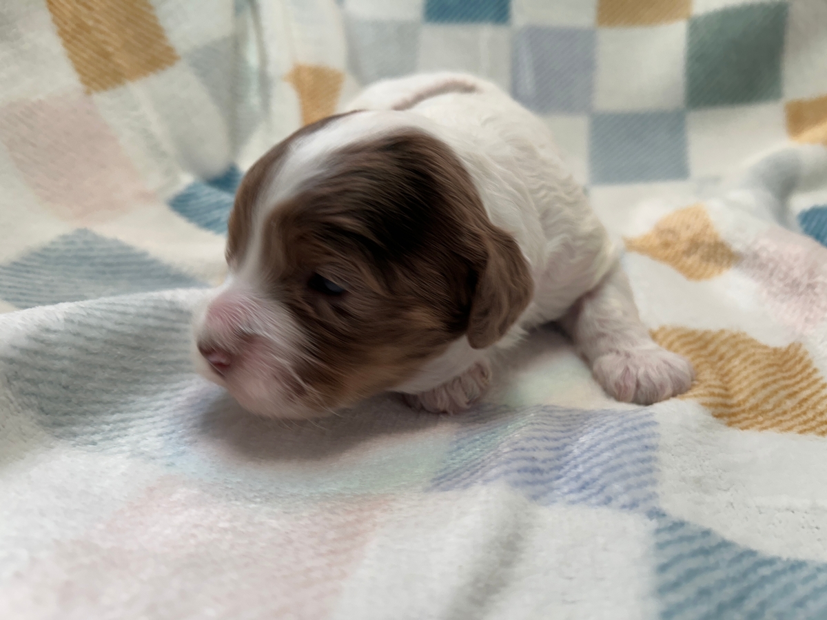 Female F1 Merle Cockapoo Puppy for Sale DOB 3-2-2025 $950